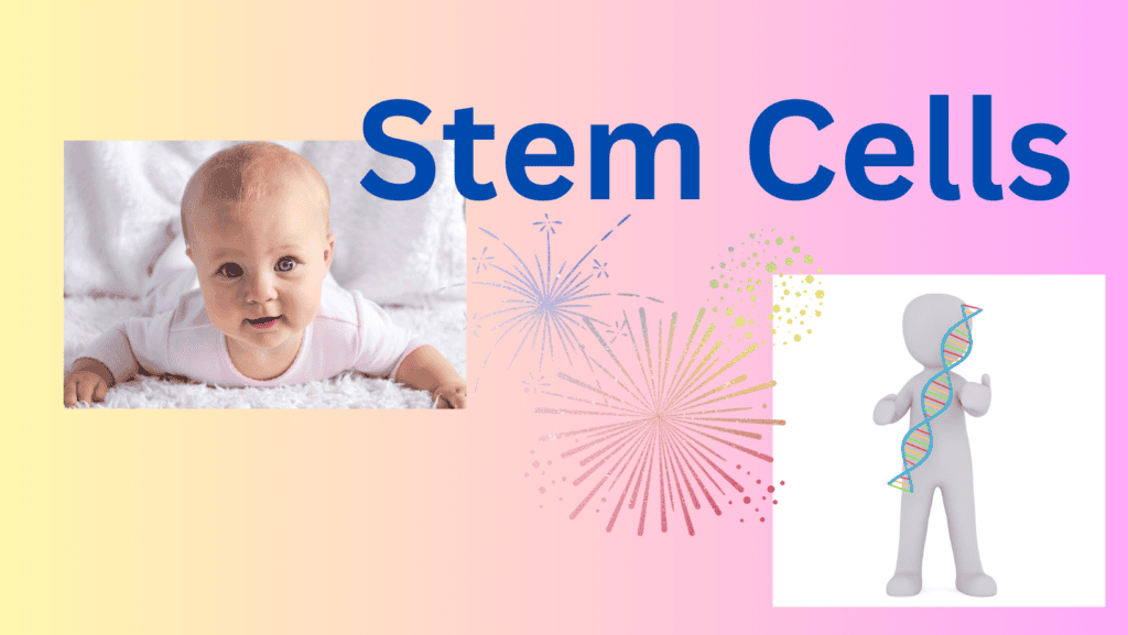 stem cells