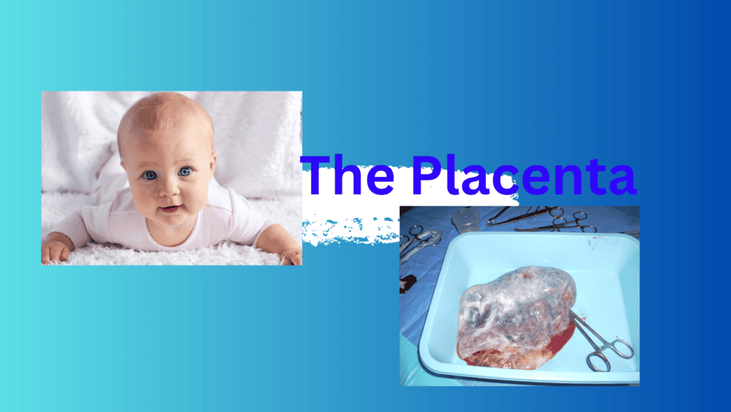 placenta